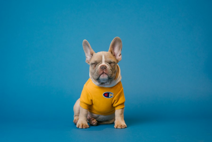 Passeador de cães e pet sitter no condomínio